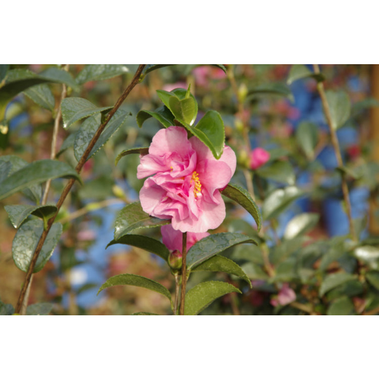 Camellia Sasanqua 'Jennifer Susan' (Jennifer Sasanqua Camellia)