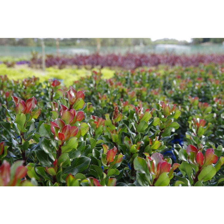 Close-up of Rhaphiolepis Snow Maiden used as a hedge, showcasing its glossy foliage with red tips.