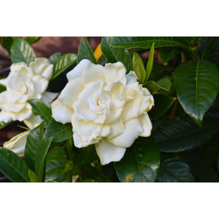 Gardenia Augusta ‘Professor Pucci’ (Professor Pucci Gardenia)