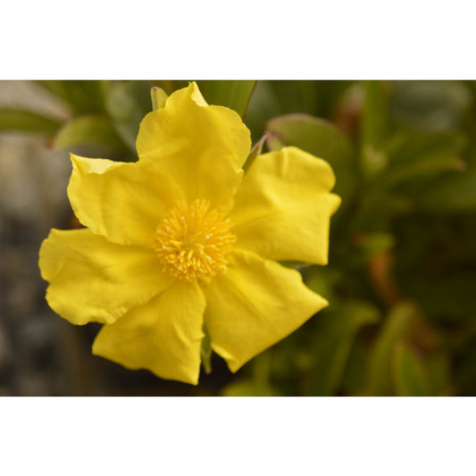 Hibbertia Scandens (Snake Vine)