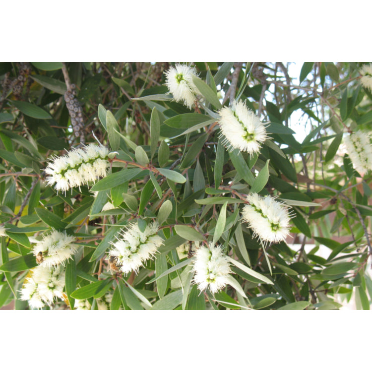 Melaleuca Quinquenervia (Broad-Leaved Paperbark)