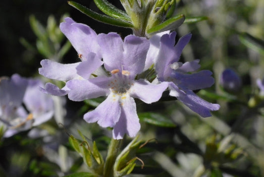 Westringea 'Jervis Gem' (Coastal Rosemary)