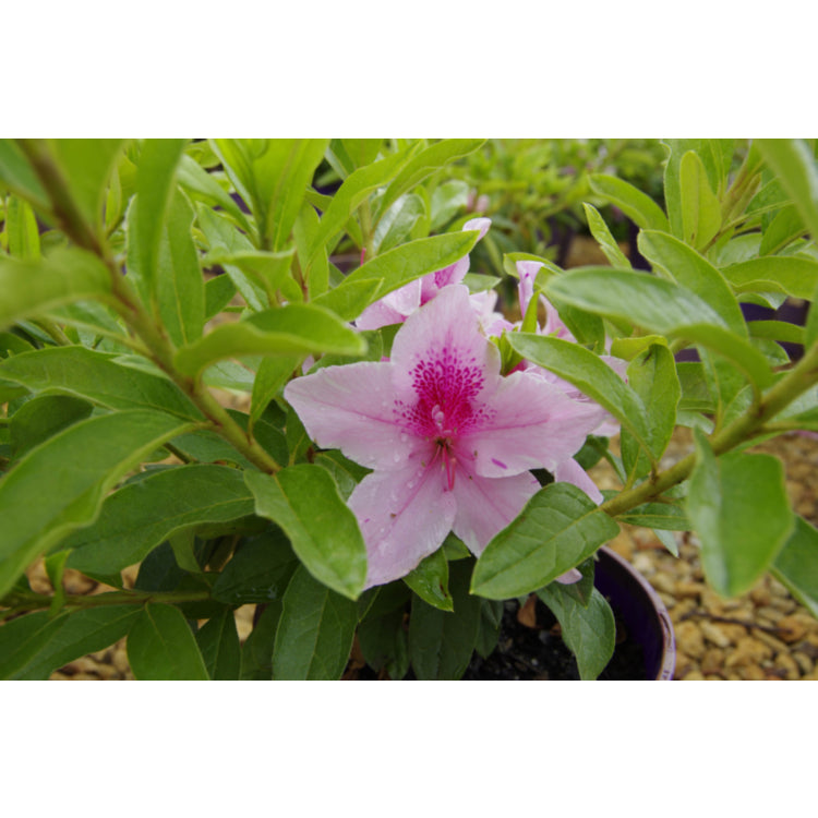 Rhododendron Simsii (Azalea Alphonse Anderson)