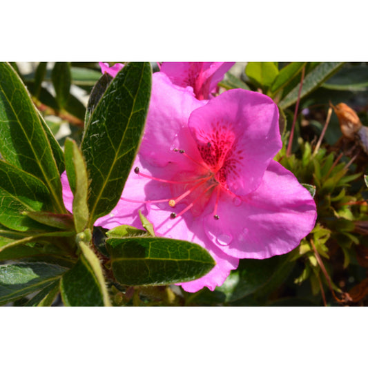 Rhododendron Magnifica (Azalea Magnifica)