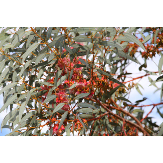 Eucalyptus Torquata (Coral Gum)