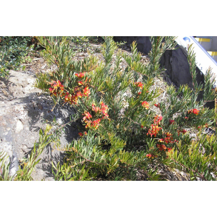 Grevillea 'Bonnie Prince Charles'