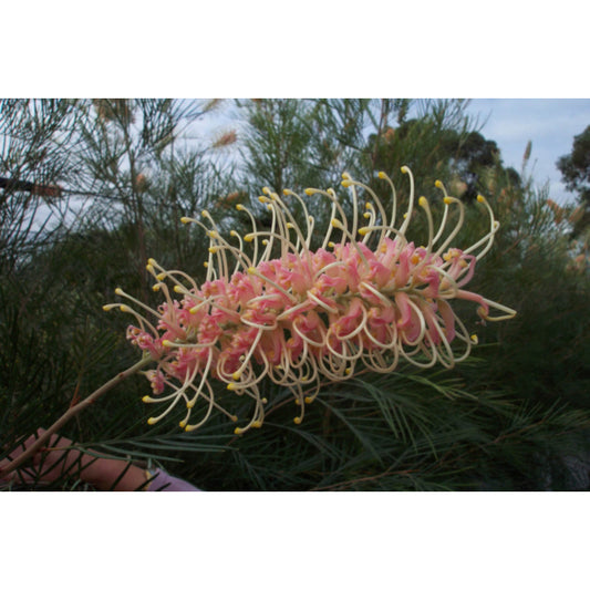 Grevillea 'Caloundra Gem'