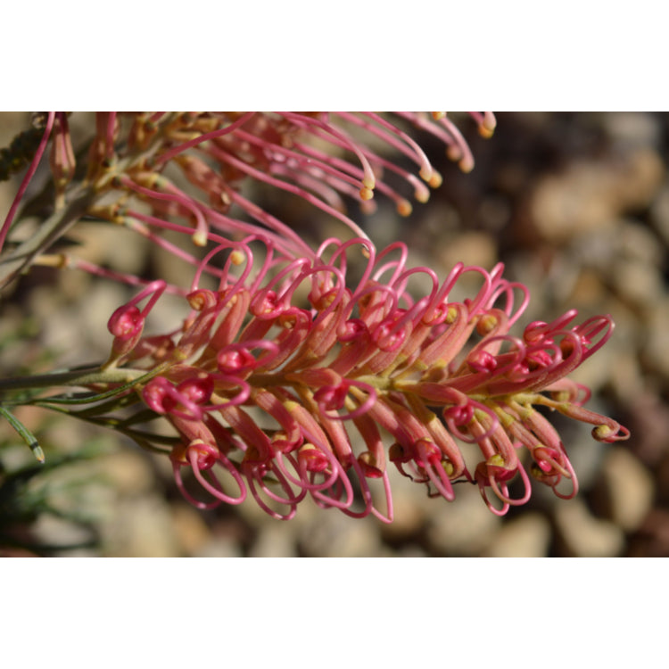 Grevillea 'Sylvia'