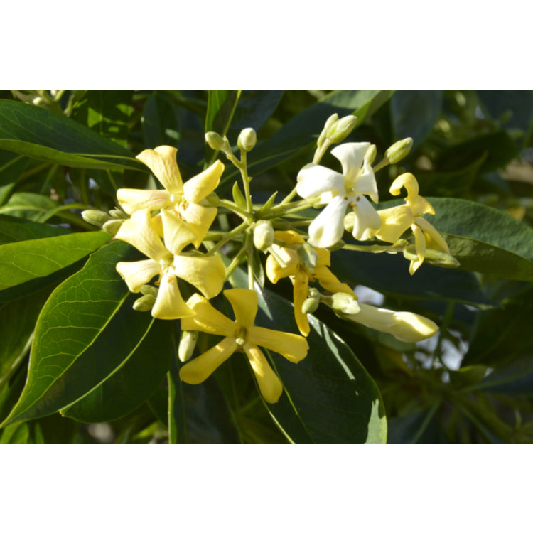 Hymenosporum Flavum (Native Frangipani)