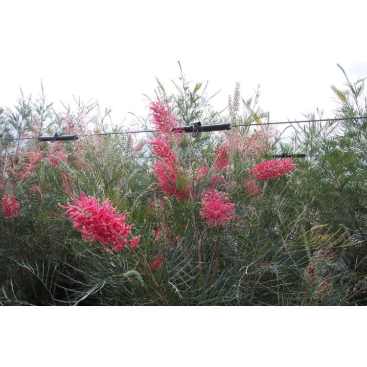 Grevillea 'Sylvia'