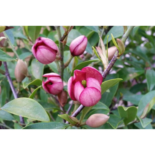 Michelia figo (Port Wine Magnolia)