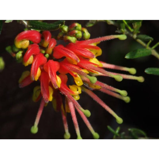 Grevillea 'Bonnie Prince Charles'