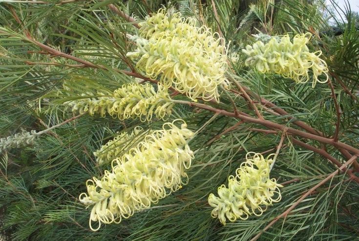 Grevillea 'Moonlight'