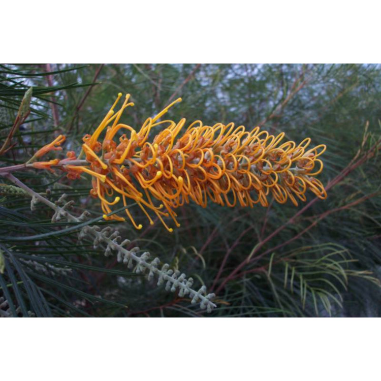 Grevillea 'Honey Gem'