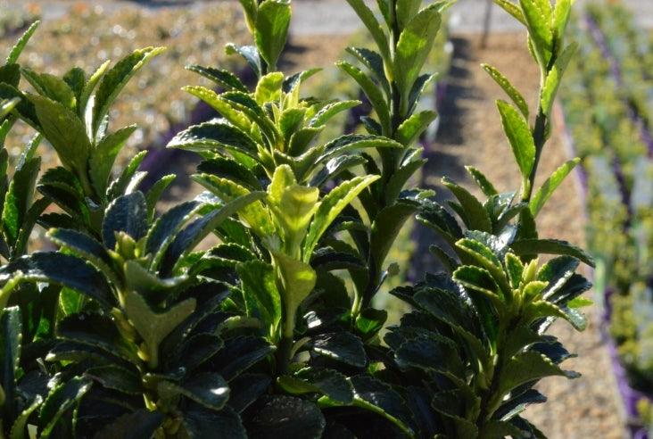 Euonymus Japonicus ‘Tom Thumb’ (Tom Thumb Spindle Tree)