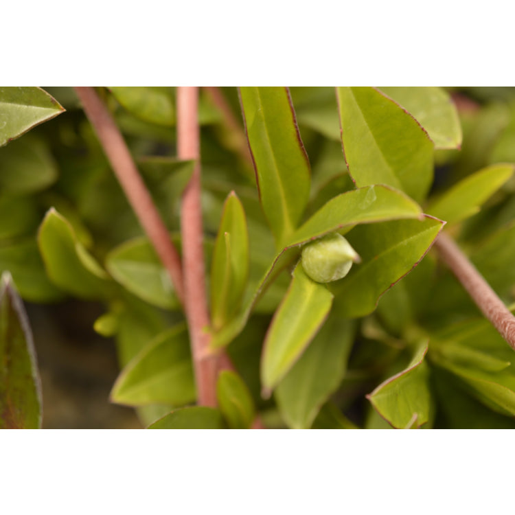 Hibbertia Scandens (Snake Vine)