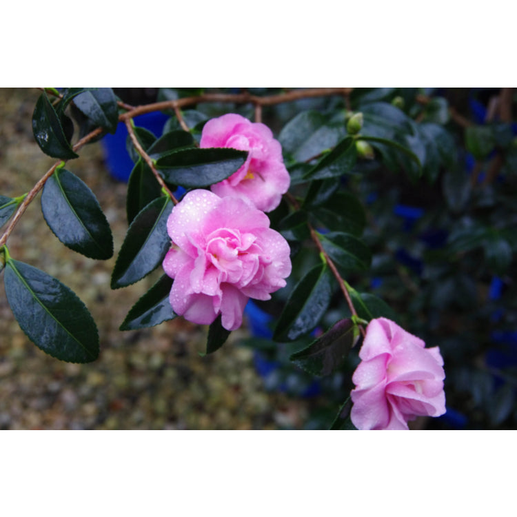 Camellia Sasanqua 'Jennifer Susan' (Jennifer Sasanqua Camellia)