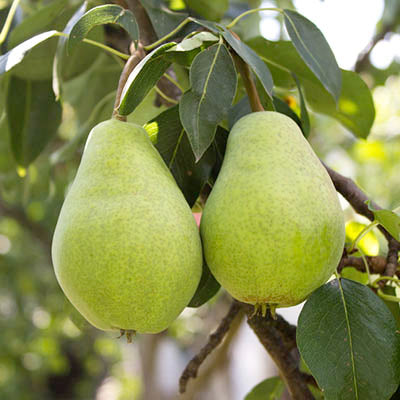 Pyrus Communis (Pear Josephine)