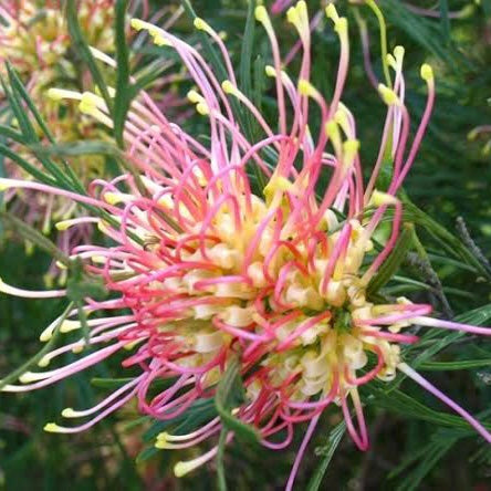 Grevillea 'Winparra Gold'