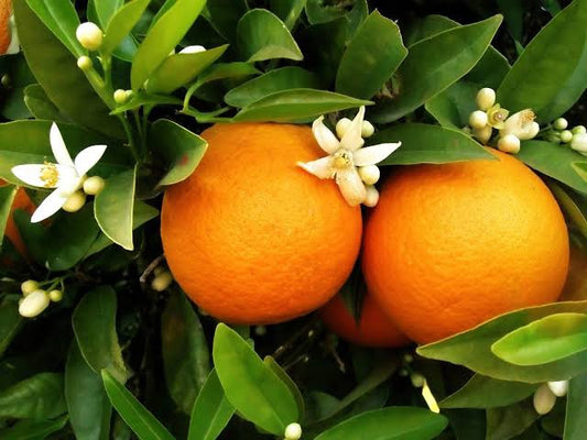 Citrus Sinensis (Orange Navel)