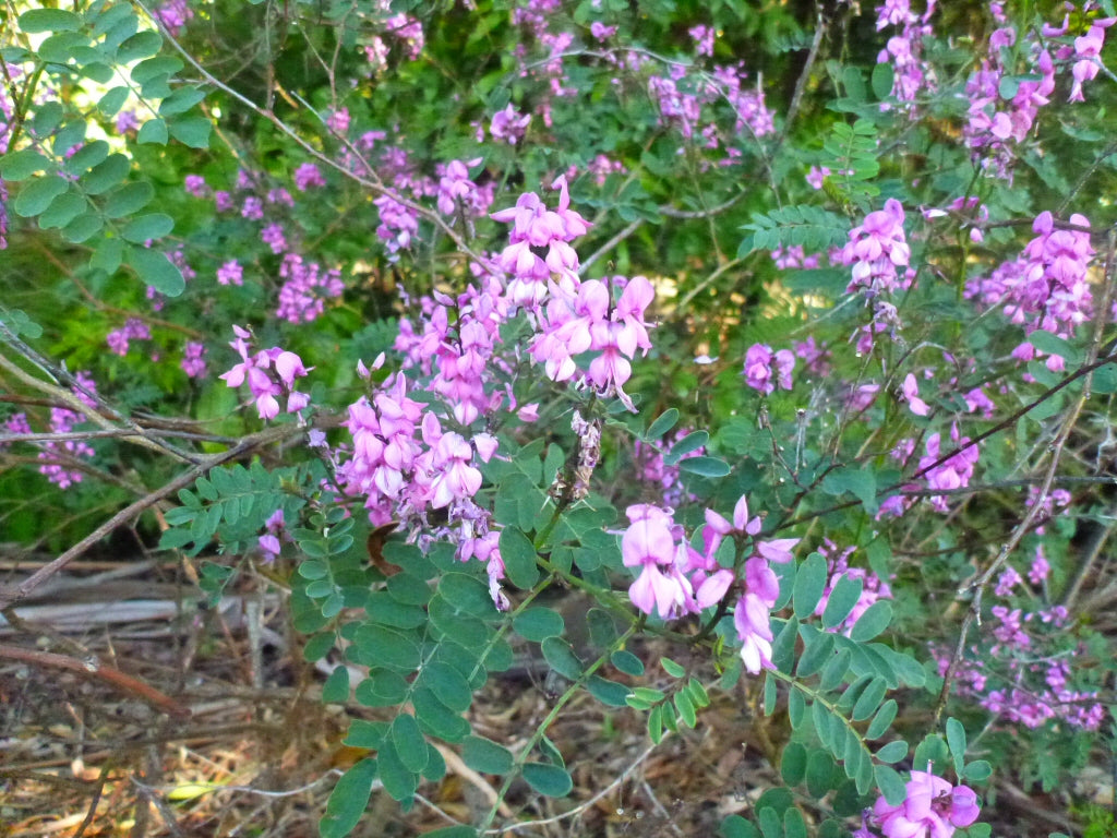 Indigofera Australis (Australian Indigo)