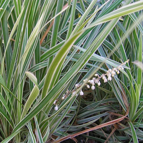 Ophiopogon Intermedius Variegata (Stripey White)