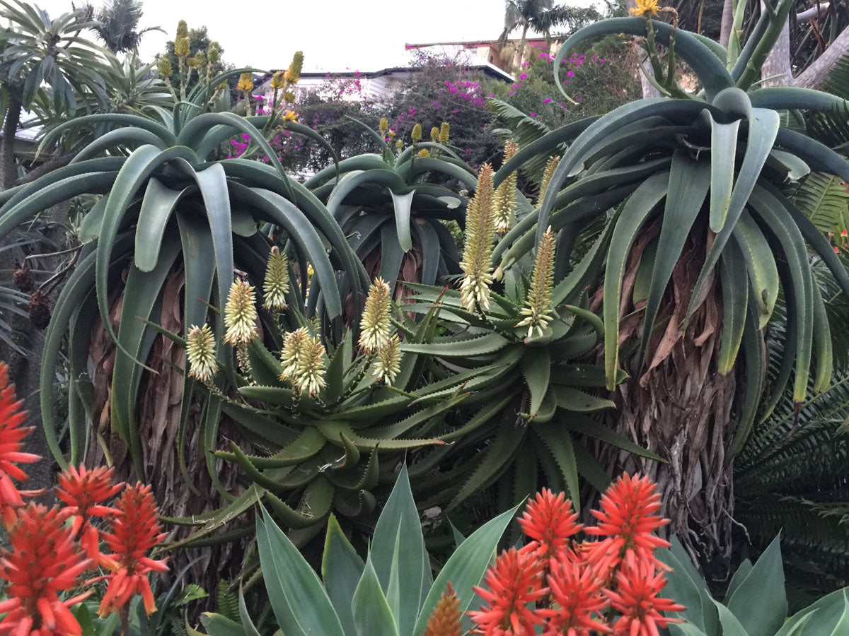 Aloe hybrid Ivory Tower™ (Ivory Tower Aloe)