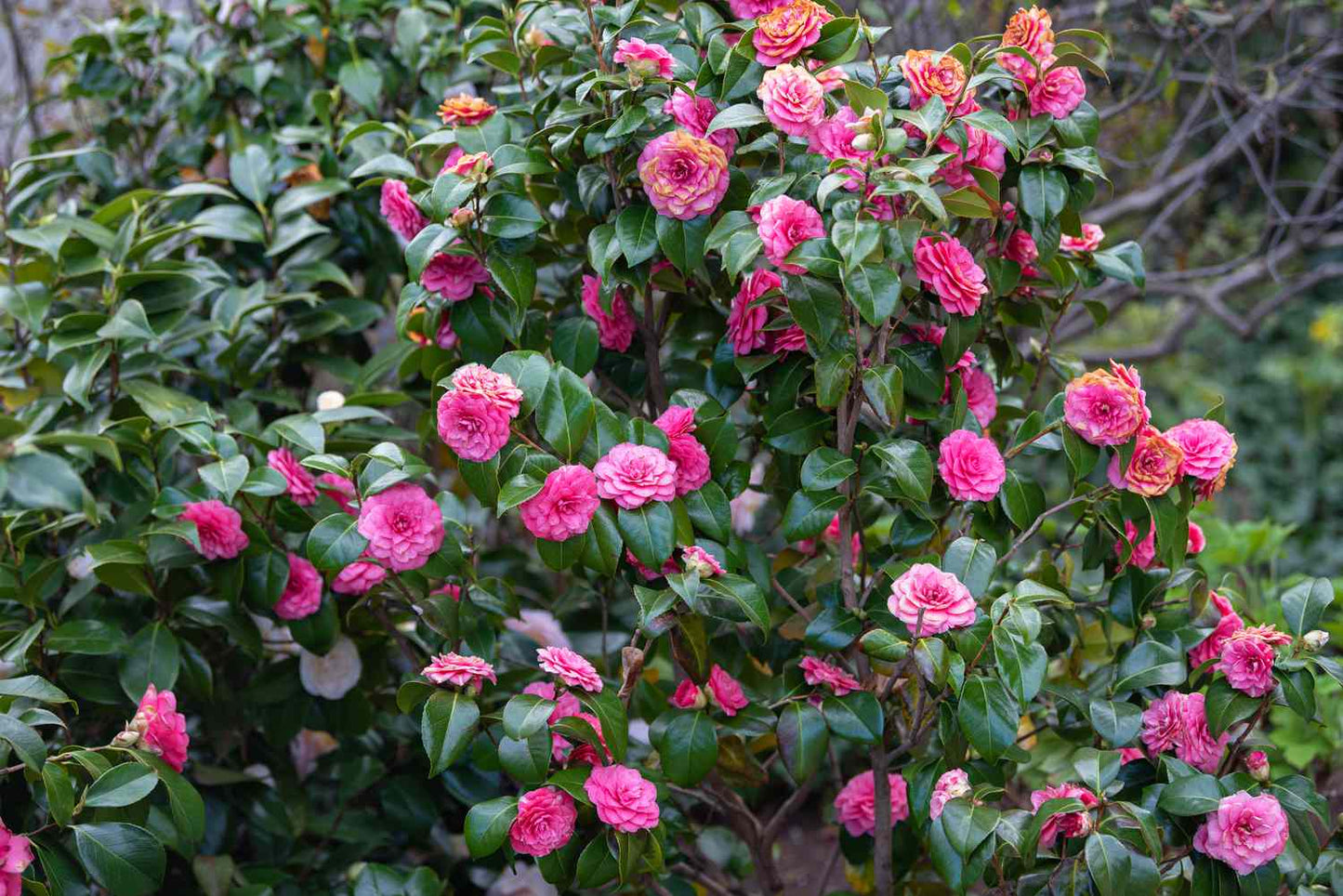 Camellia Japonica (Japanese Camellia)