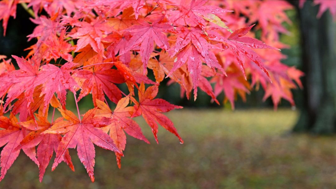 Atropurpureum (Japanese Weeping Maple)