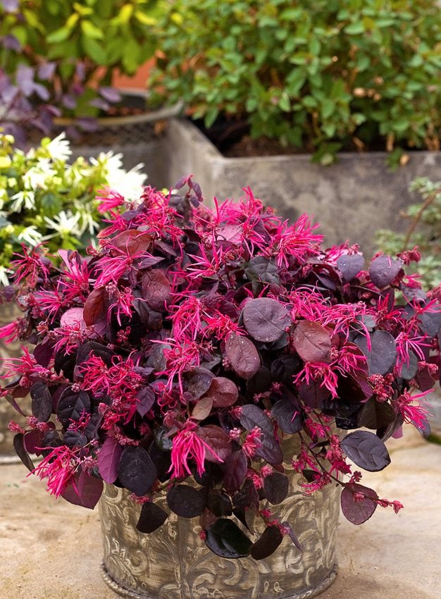 Loropetalum Chinense 'Burgundy'