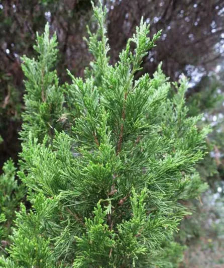 Juniperus Chinensis 'Spartan' (Spartan Juniper)