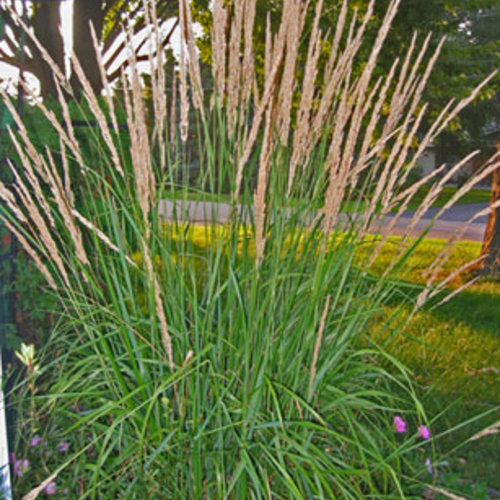 Calamagrostis Karl Foerster (Karl Foerster Feather Reed Grass)