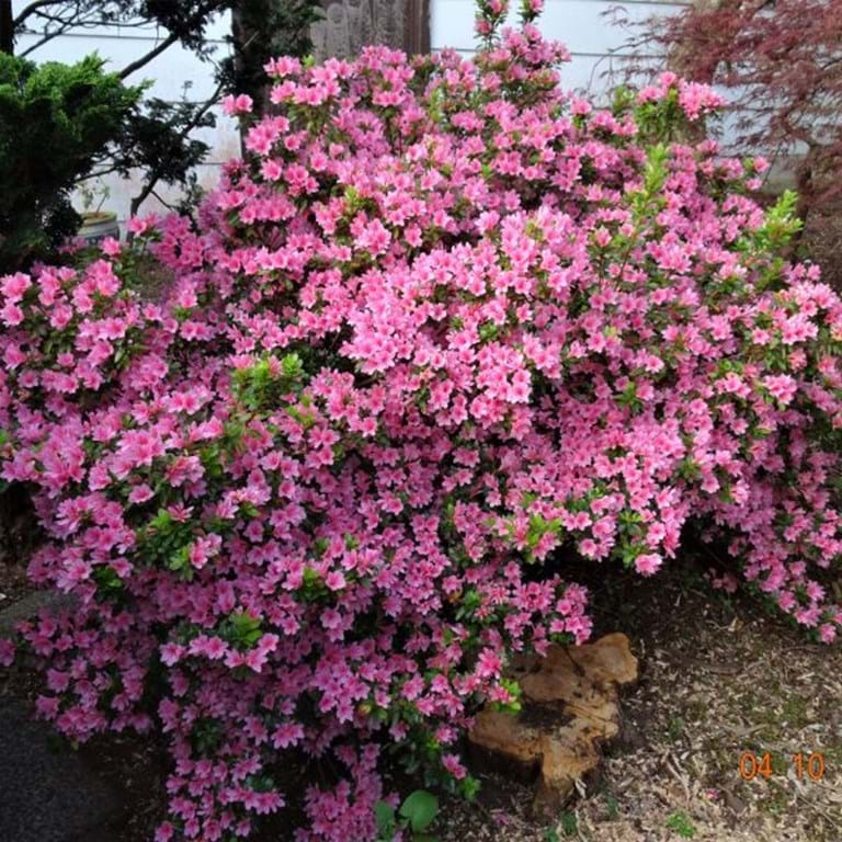 Rhododendron Kirin (Azalea Kirin)