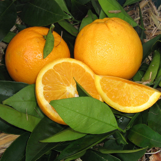 Citrus Sinensis 'Lanes Late' (Lanes Late Orange) GRAFTED