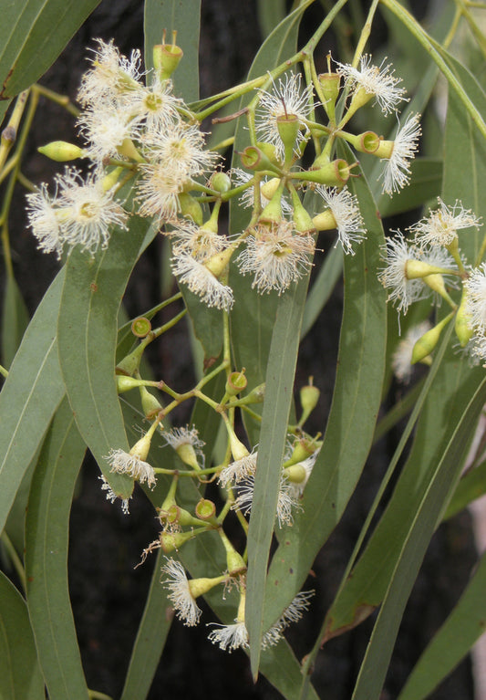 Eucalyptus Crebra (Narrow-Leaf Ironbark)