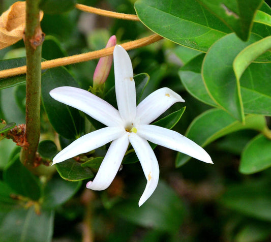 Jasminum Multipartitum (Starry Jasmine)