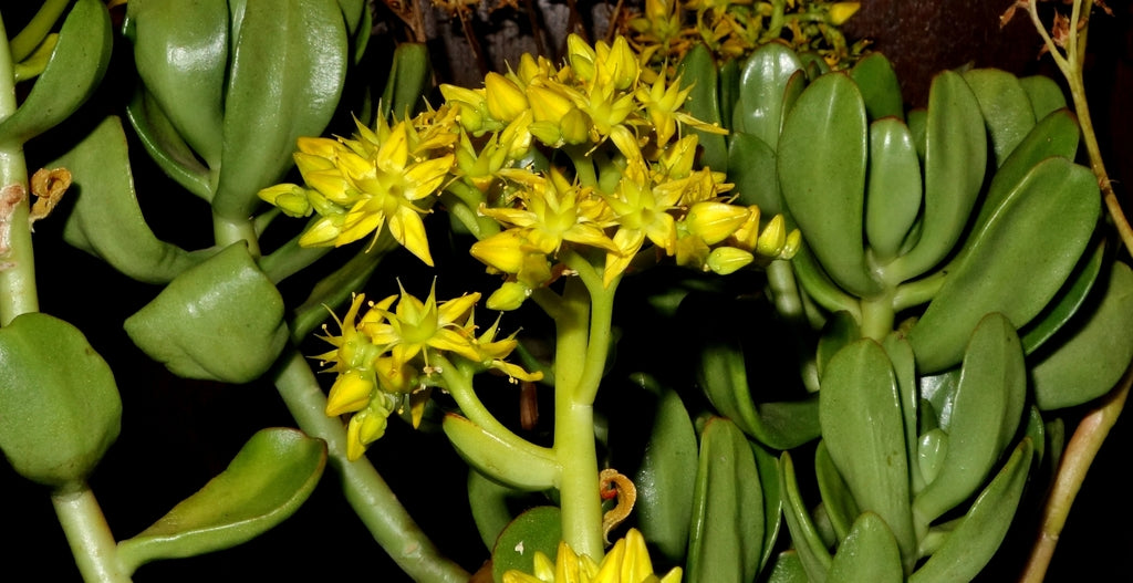 Sedum Praealtum (Mexican Bush)