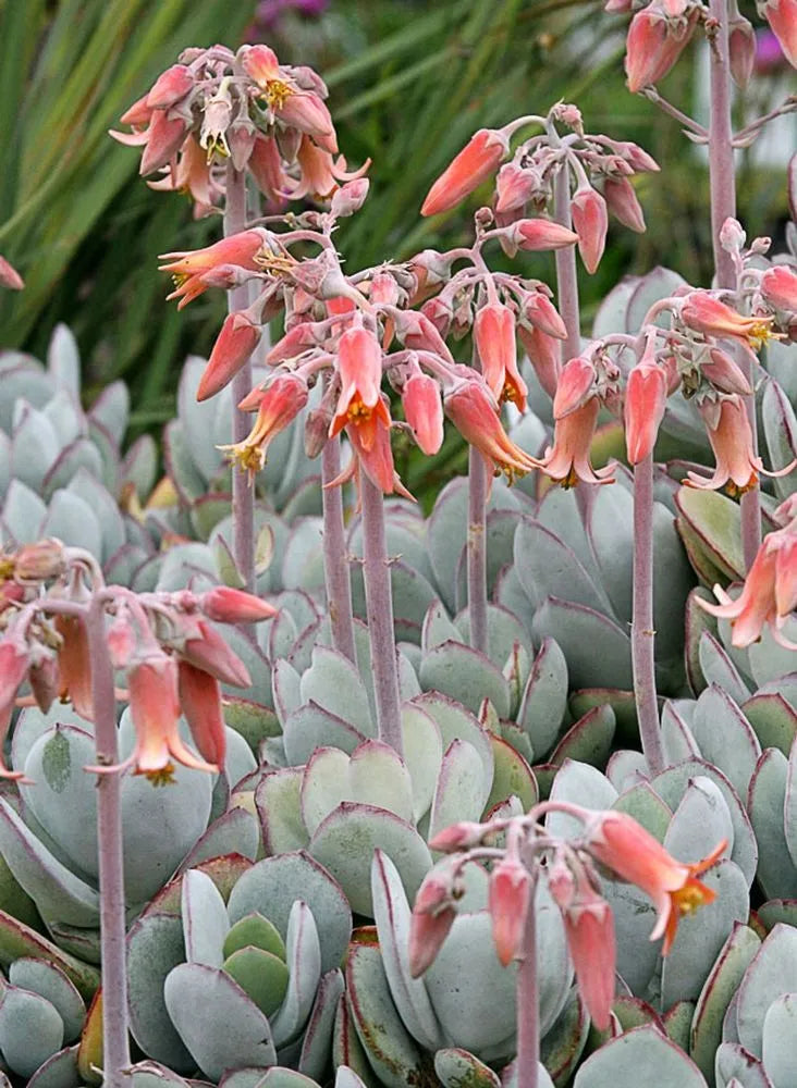 Cotyledon Orbiculata (Pig’s Ear Succulent)