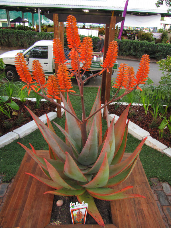 Aloe hybrid (LEO 8542) Outback Orange™ (Outback Orange Aloe)