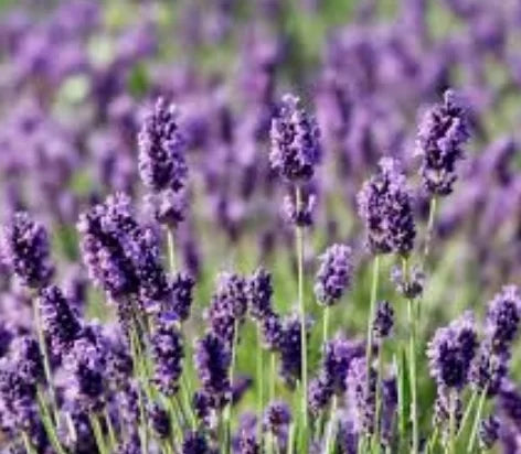 Lavandula Angustifolia 'Munstead' (English Lavender – Munstead)