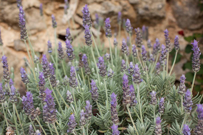 "Mature Lavandula Dentata (French Lavender) shrub displaying vibrant purple flowers."