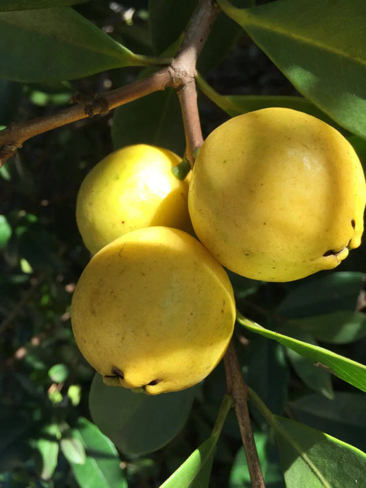 Psidium Guajava (Guava Cherry Yellow)