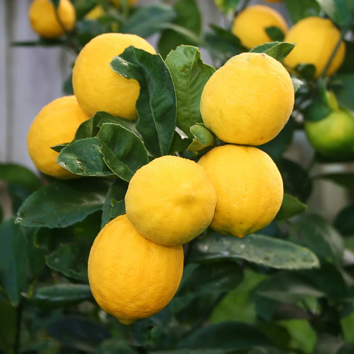 Citrus Limon (Lemon Tree Meyer)