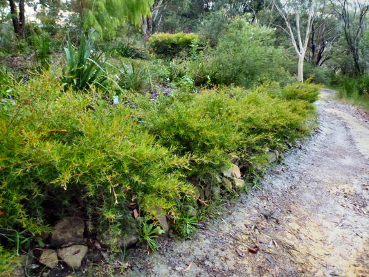 Leptospermum Petersonii (Lemon Scented Tea Tree)