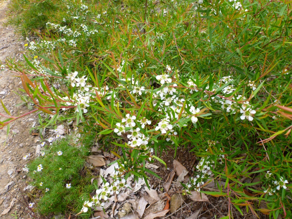 Leptospermum Petersonii (Lemon Scented Tea Tree)