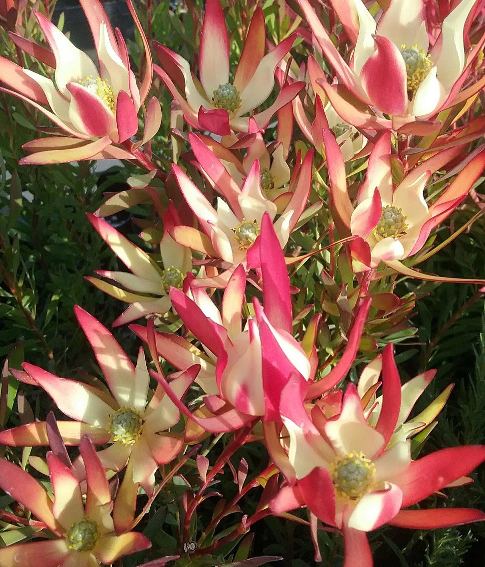 Leucadendron 'Jack Harre'