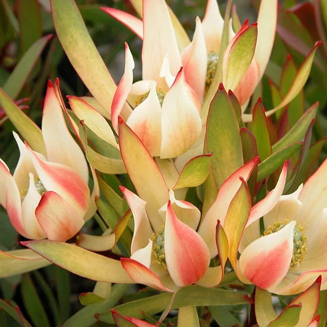 Leucadendron Salignum Moon Glow (Moon Glow Leucadendron)