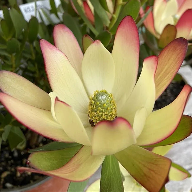 Leucadendron Salignum Moon Glow (Moon Glow Leucadendron)