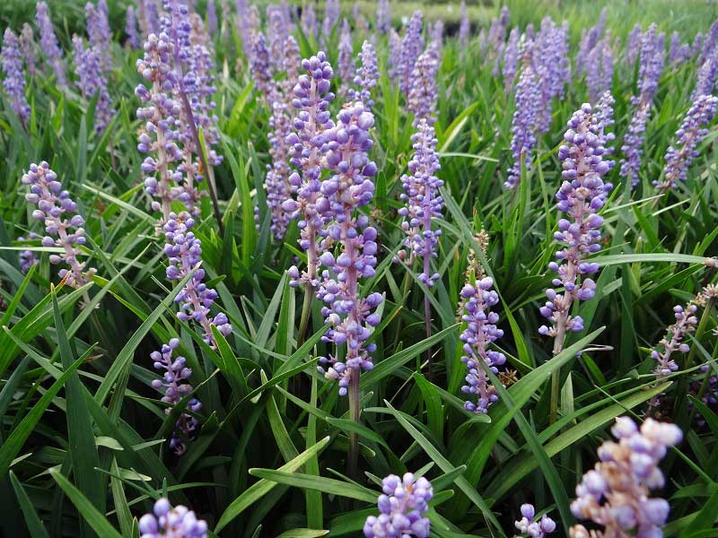 Liriope Muscari Just Right™ (Just Right Lily Turf)