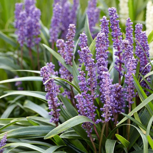 Liriope Muscari (Liriope or Monkey Grass)